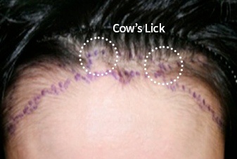 cow’s lick